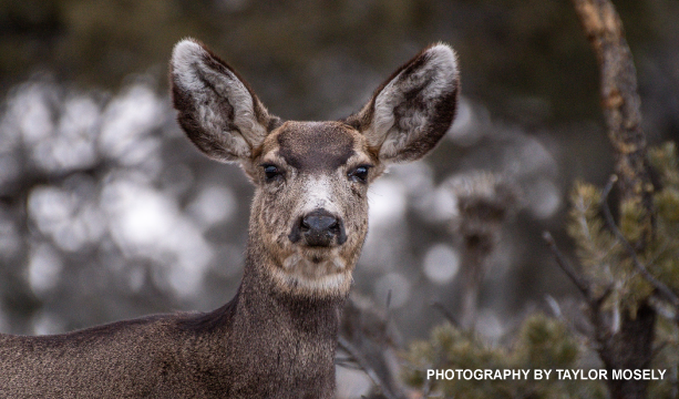 "Oh, Deer!"