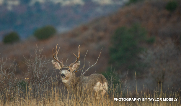 "Oh, Deer!"