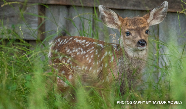"Oh, Deer!" | June 26th | 5-7pm