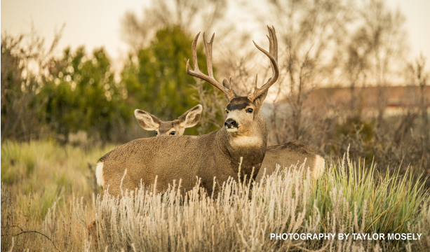 "Oh, Deer!" | June 26th | 5-7pm